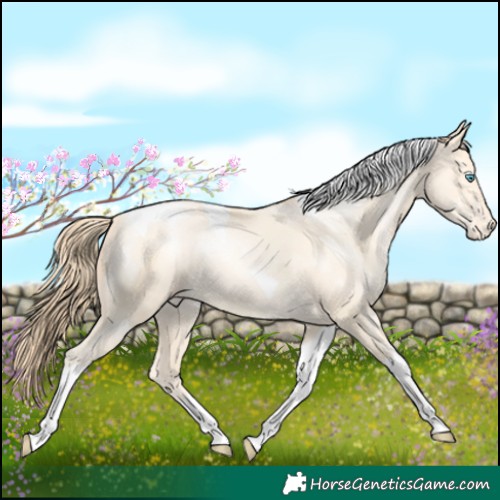 Horse Color:Amber Cream Champagne Pearl Tobiano Varnish