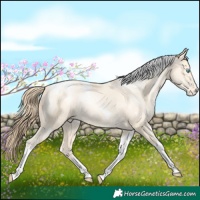 Horse Color:Amber Cream Champagne Pearl Tobiano Appaloosa