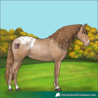 Horse Color:Black Pearl Appaloosa 