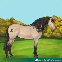 Horse Color:Bay Dun