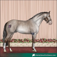 Horse Color:Gray Classic Champagne Roan 