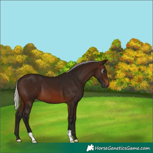 Horse Color:Gray Silver Brown 