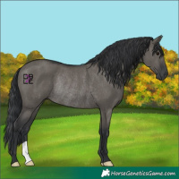 Horse Color:Grullo Rabicano