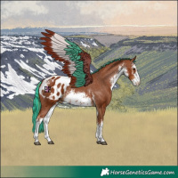 Horse Color:Painted White Spotted Chestnut Appaloosa 