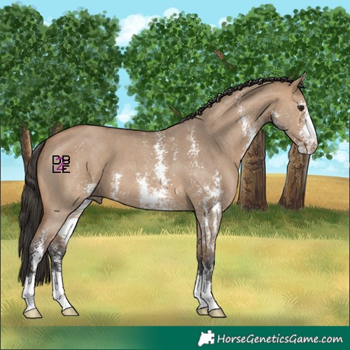 Horse Color:Bay Dun Sabino 