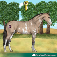 Horse Color:Bay Dun Sabino