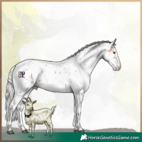 Horse Color:Silver Bay Sabino 