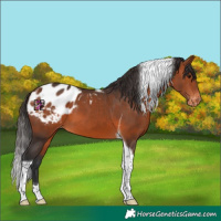 Horse Color:Bay Tobiano Appaloosa 