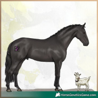 Horse Color:Smoky Black 