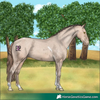 Horse Color:Amber Champagne Ice Tobiano Varnish 