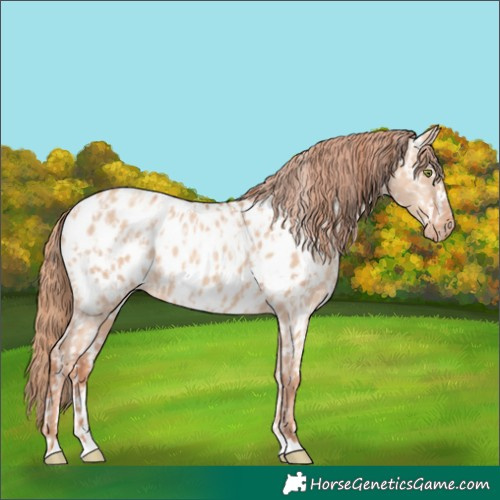 Horse Color:Gold Champagne Dun Appaloosa  and Gold Champagne Dun Appaloosa 