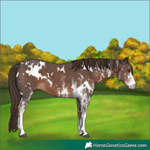 Horse Color:White Spotted Liver Chestnut