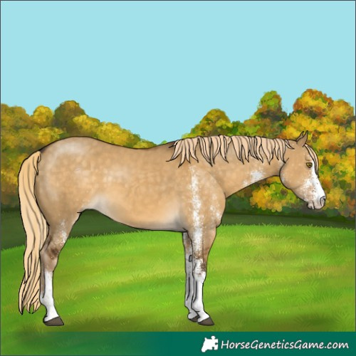 Horse Color:White Spotted Chocolate Palomino Dun