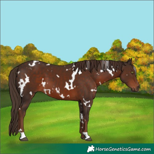 Horse Color:White Spotted Liver Chestnut