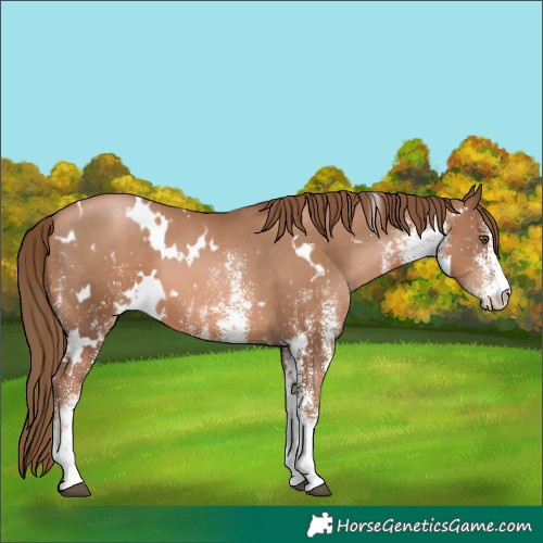 Horse Color:White Spotted Liver Chestnut Pearl
