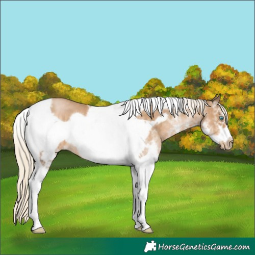 Horse Color:White Spotted Chocolate Palomino Pearl Tobiano Frame 