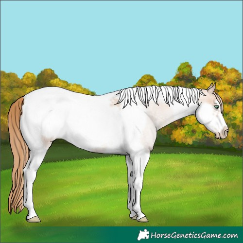 Horse Color:Gold Champagne Roan Pearl Tobiano Frame Rabicano 