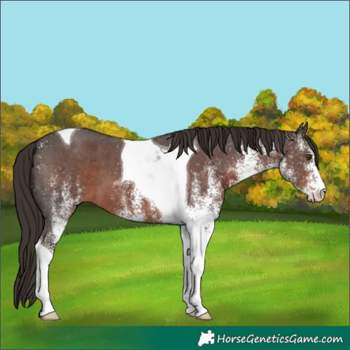 Horse Color:White Spotted Liver Chestnut Tobiano