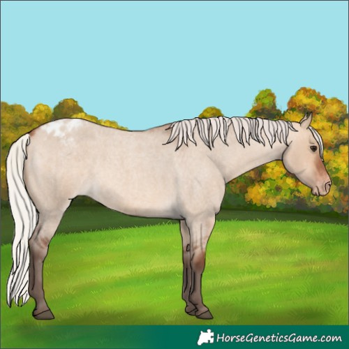 Horse Color:Silver Bay Roan Dun Appaloosa 