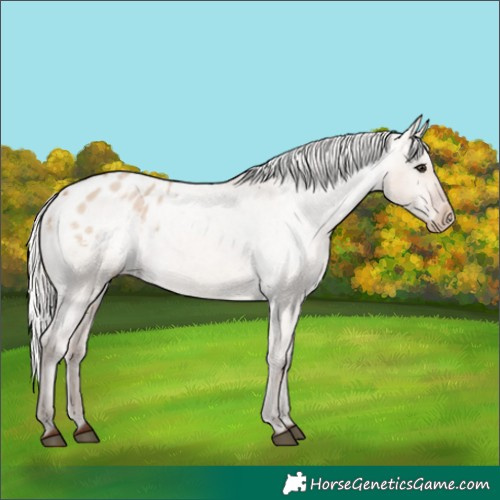 Horse Color:Silver Bay Roan Dun Appaloosa