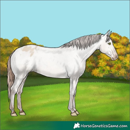 Horse Color:Amber Champagne Dun Appaloosa