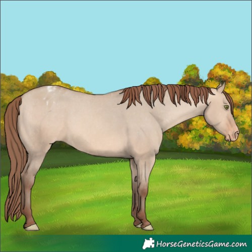 Horse Color:Amber Champagne Dun Appaloosa