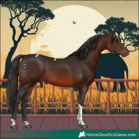 Horse Color:Brown Tobiano Rabicano 