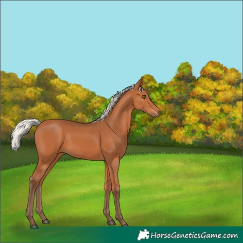 Horse Color:Silver Bay 