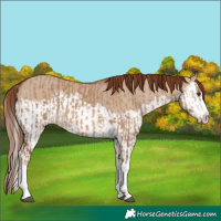 Horse Color:Red Dun Splash and Red Dun Splash