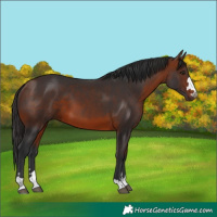 Horse Color:Bay 