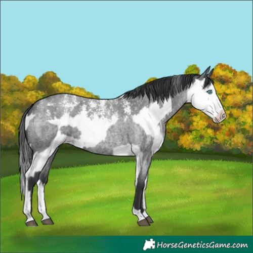 Horse Color:Blue Roan Sabino Splash  and Blue Roan Sabino Splash 