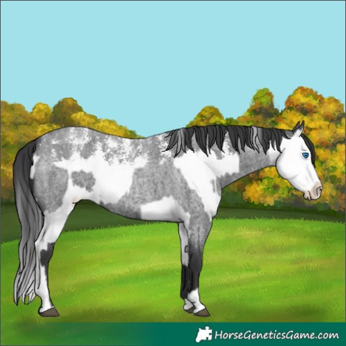 Horse Color:Blue Roan Sabino Splash  and Blue Roan Sabino Splash 