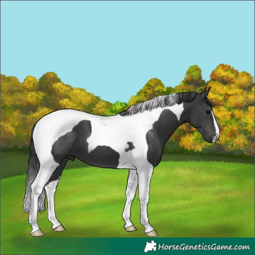 Horse Color:Black Tobiano