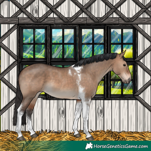 Horse Color:Brown Dun Tobiano 