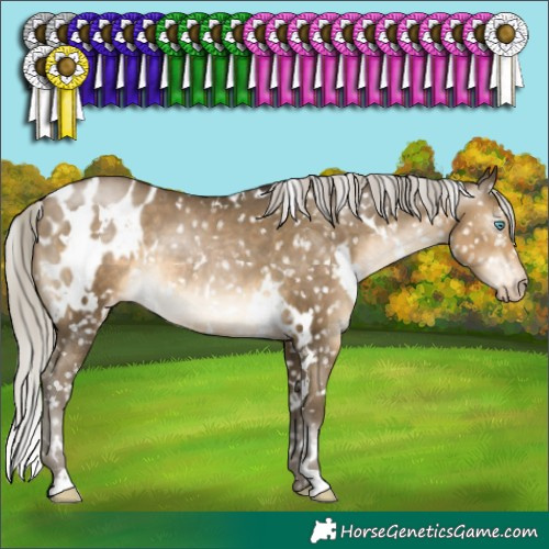 Horse Color:Gray White Spotted Silver Buckskin Pearl Appaloosa Rabicano 