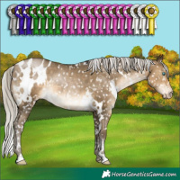 Horse Color:Gray White Spotted Silver Buckskin Pearl Appaloosa Rabicano 