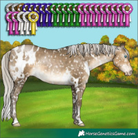 Horse Color:Gray White Spotted Silver Buckskin Pearl Appaloosa Rabicano 