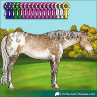 Horse Color:Gray White Spotted Silver Buckskin Pearl Appaloosa Rabicano 