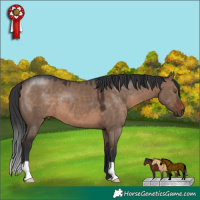 Horse Color:Brown Dun 