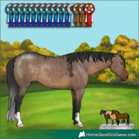 Horse Color:Brown Dun