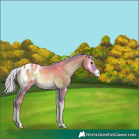 Horse Color:Watercolor Silver Brown Pearl Onyx Appaloosa Rabicano 