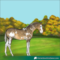 Horse Color:White Spotted Silver Buckskin Dun Sabino Splash 
