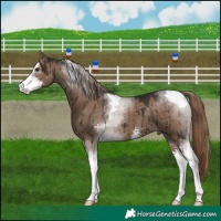Horse Color:Liver Red Dun Sabino Tobiano Brindle 