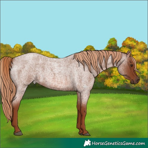 Horse Color:Red Roan 