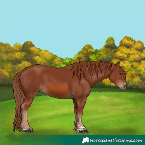 Horse Color:Chestnut 