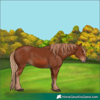 Horse Color:Chestnut 