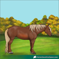 Horse Color:Chestnut 