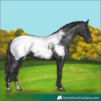 Horse Color:Black Near Fewspot Rabicano
