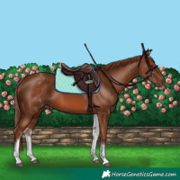 Horse Color:White Spotted Chestnut 