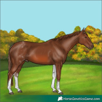 Horse Color:White Spotted Chestnut 